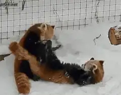Two red pandas wrestling in snow