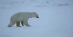 Polar bear slips and falls in snow