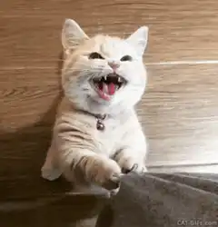 Smiling cat with bell collar
