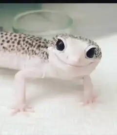 Smiling leopard gecko