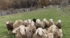 Black sheep among white sheep