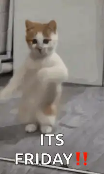 Dancing cat its friday