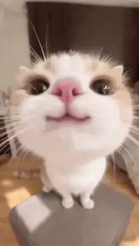 Big nose cat