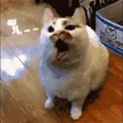 cat breathing fire