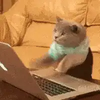 cat typing on laptop