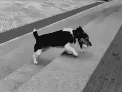 dog plays with ball on pavement