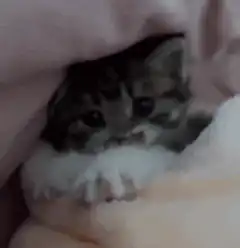 kitten peeking from blanket