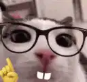 nerdy cat with glasses and buck teeth