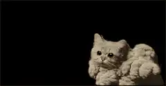 Fluffy cat with angel wings