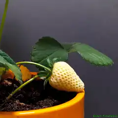 Strawberry ripening timelapse