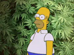 Homer Simpson gets lost in marijuana plants