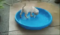 Puppy gets stuck in kiddie pool