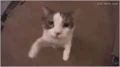 Cat reaches for camera lens
