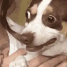 dog with wide eyes and tongue out