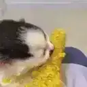 cat eating corn cob