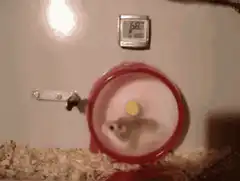 hamster running on wheel temperature drops