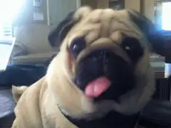 pug licking nose