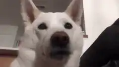 White dog winking