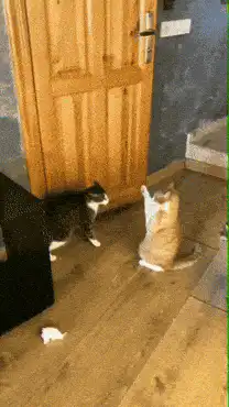 Two cats high five