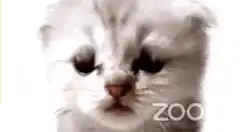 Cute kitten says I'm not a cat