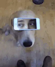 dog with phone eyes