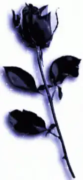 glowing black rose