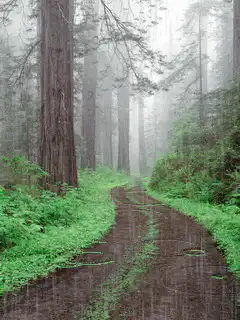 rainy forest path with redwoods
