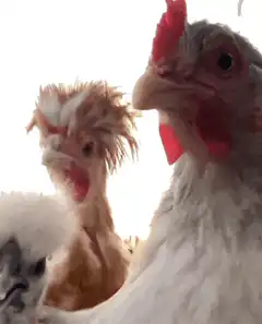 Three chickens looking at the camera