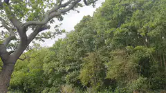 Rain falling on a forest