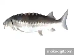 3D fish spinning around