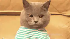 Cat types on laptop
