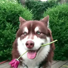 Husky holding a flower