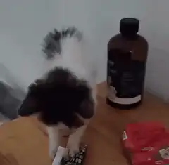 kitten plays with cigarette