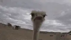 Ostrich head close-up