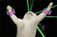 Dancing cat with laser lights