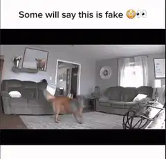 Dog dancing on hind legs