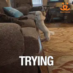 Small white dog trying to jump on couch