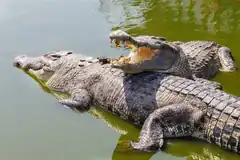 Two crocodiles in murky water