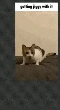 cat getting jiggy with it