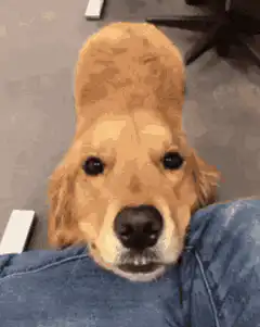 Golden Retriever tail wagging