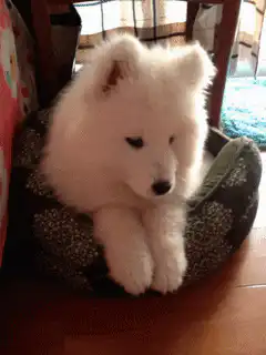 fluffy white puppy smiles and sticks out tongue