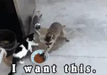 Raccoon steals food from cat