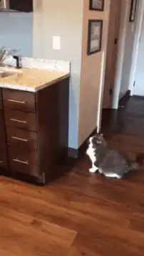 Cat slides behind bathroom cabinet