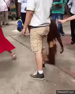 Orangutan dancing with tourists