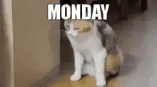 Monday cat falls over