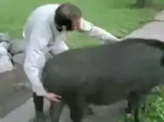 Man gets knocked over by a pig