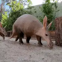 Aardvark walking in enclosure