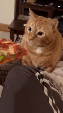 Cat refuses pizza slice