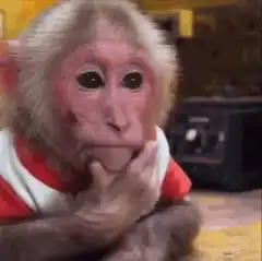 Monkey in red shirt thinking