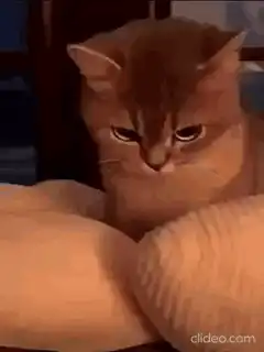 Angry cats looking grumpy